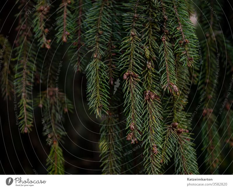 Grüne Nadeln Ast Natur Immergrün Nahaufnahme Pflanze Wald Tanne Sommer botanisch Fichte sprießen Textur Baum Blatt im Freien Garten Wachstum Detailaufnahme