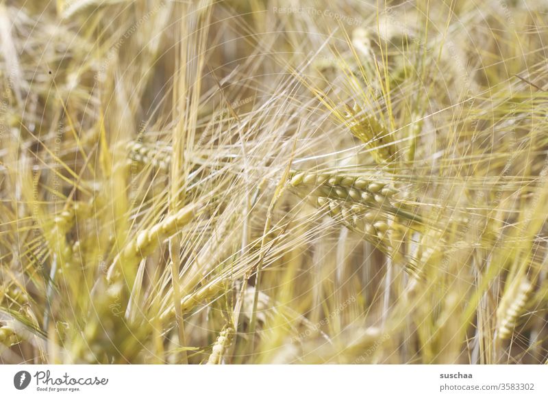 ähren in einem kornfeld Ähre Kornfeld Getreide Getreidefeld Getreidekörner Gerste Weizen Roggen Feld Natur Landwirtschaft Lebensmittel Ernährung Nutzpflanze