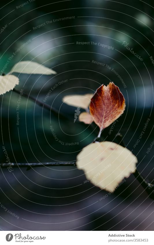 Baumzweig mit stacheligem Herbstlaub im Wald Blatt Harmonie idyllisch unberührt Laubwerk Umwelt Vegetation Landschaft friedlich Park ruhig braun blass Farbe