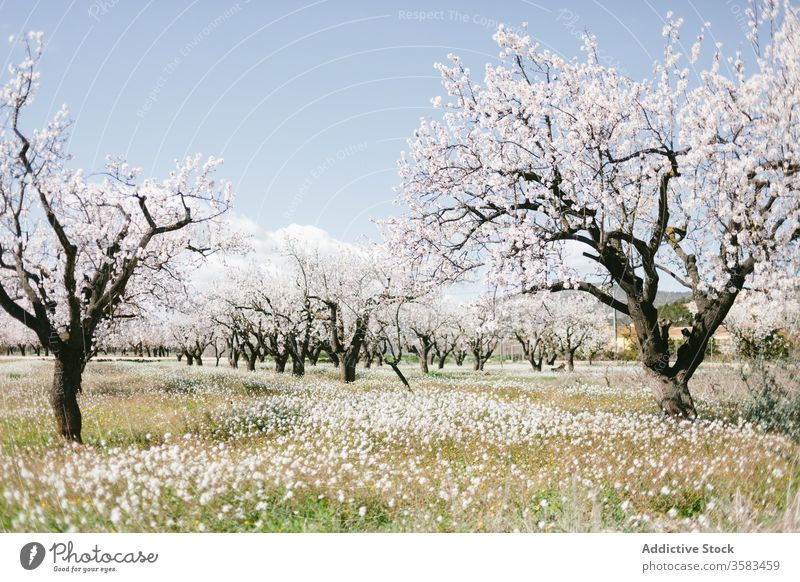 Malerisches Feld mit blühenden Bäumen unter blauem Himmel im Sommer Baum Blüte Blume Natur Landschaft malerisch Harmonie idyllisch Blauer Himmel Flora Botanik