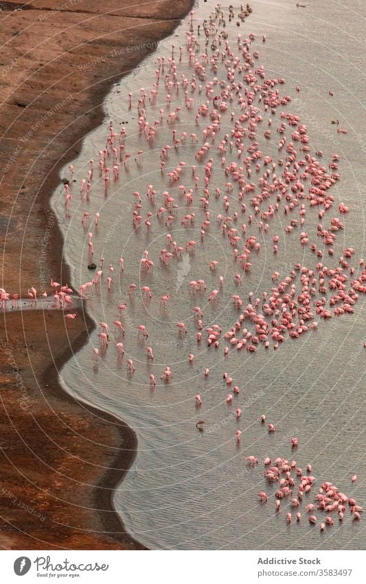 Flamingoschwärme auf See Schwarm trinken Wasser Vogel Wasservögel Ufer Natur rosa Afrika Äthiopien chitu Teich Landschaft malerisch Küste friedlich Windstille