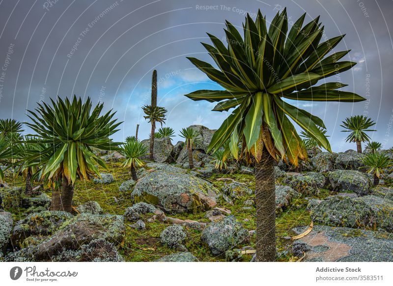 Hohe afrikanische Bäume unter dem Gewitterhimmel Riesenlobelie Baum Afrika felsig Lobelia rhynchopetalum Gelände Natur stürmisch Himmel Stein Sanetti-Plateau