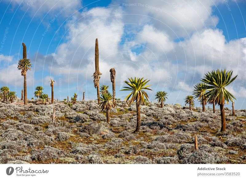 Hohe afrikanische Bäume unter dem Gewitterhimmel Riesenlobelie Baum Afrika felsig Lobelia rhynchopetalum Gelände Natur stürmisch Himmel Stein Sanetti-Plateau