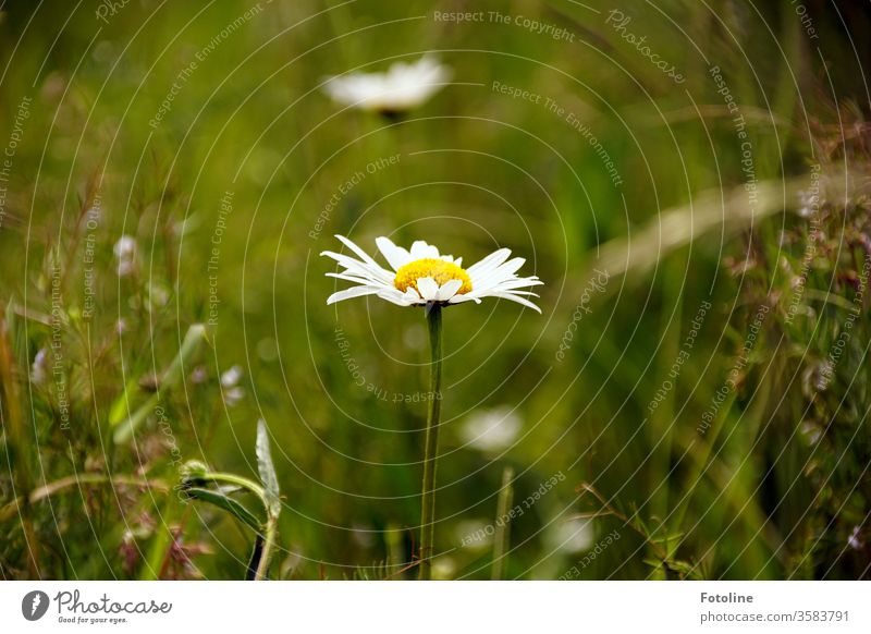 Margaritten in unserem Garten umgeben von saftigen hohen Gräsern. Blume Wiesenblumen Wildblume Gras Natur grün Pflanze Sommer Blüte weiß Nahaufnahme