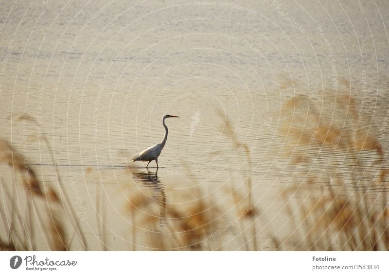 Auf der Pirsch - oder im Naturschutzgebiet Ilkerbruch ist ein Silberreiher auf der Jagd nach einem leckeren Fisch Reiher Vogel Tier Farbfoto Außenaufnahme