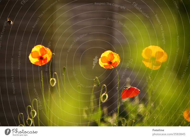 Pures Leuchten - oder Mohnblumen in meinem Garten, die voll in der Sonne stehen, eine Hummel war gerade zu Besuch und fliegt wieder davon. Mohnblüte Blume