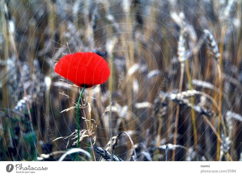 Mohnblüte rot Feld Blüte Blume Gegenteil Getreide Kontrast Natur