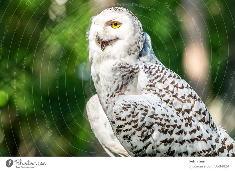 schnee außergewöhnlich Schneeeule Eule Schnabel Federn Menschenleer Tiergesicht schön Natur Wildtier hübsch Tierporträt Tierschutz Flügel Vogel Tierliebe