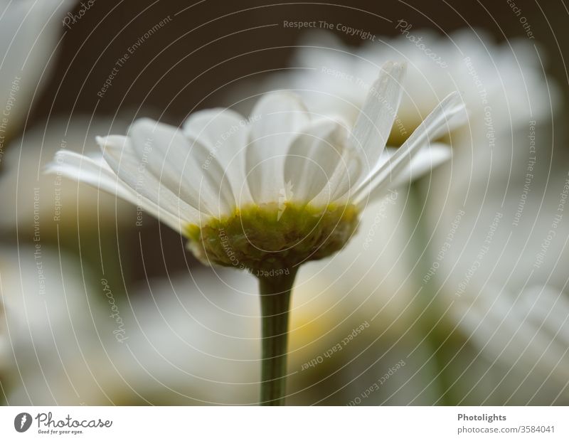 Margarite Tageslicht Licht menschenleer Wachstum Stengel Blütenblatt Nahaufnahme grün weiß blühend Sommer Blume Blühend Pflanze Natur Frühling Farbfoto