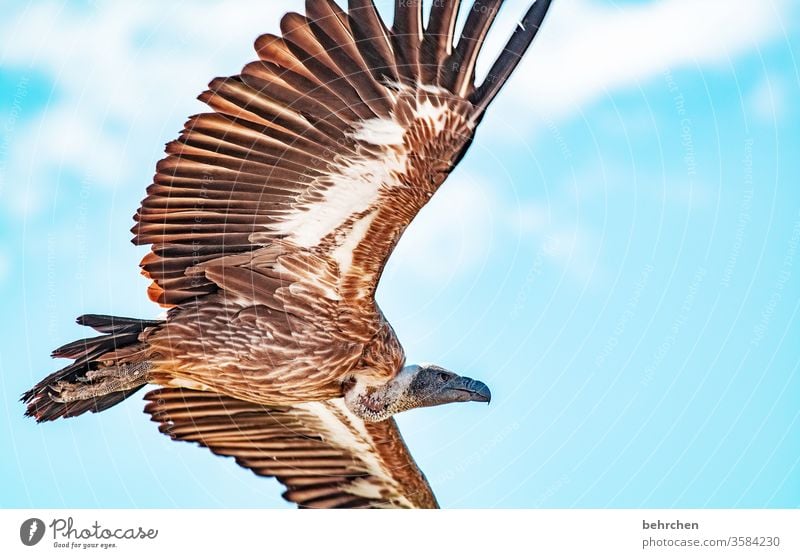 geier sturzflug Blauer Himmel beeindruckend Luft hoch oben außergewöhnlich Tier Wildtier Kontrast Licht Außenaufnahme Farbfoto fantastisch Freiheit besonders