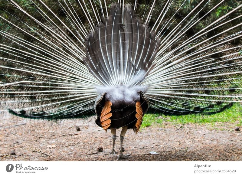 Birdwalk | Haute Couture Pfau Vogel Tier Feder blau Pfauenfeder mehrfarbig ästhetisch Menschenleer Außenaufnahme Brunft Tierporträt Farbfoto schön elegant eitel