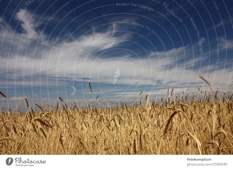 Getreidefeld mit Himmel getreideanbau Getreidehalm Feld Felder Felderwirtschaft Nutzpflanze Kornfeld Landwirst Landwirtschaft Ähren Akrikultur Wachstum Ackerbau