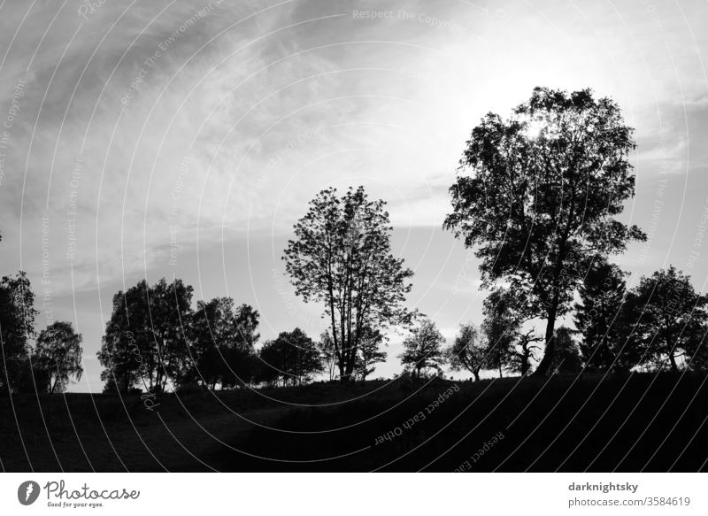 Wald und Heide im Gegenlicht Landschaft Silhouette Natur Außenaufnahme Schatten Pflanze Kontrast Menschenleer Baum Licht Sonnenlicht Abend Sonnenuntergang