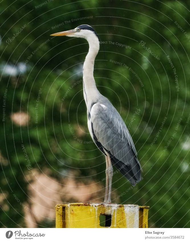 scharfer Blick in die Ferne.... Fischreiher Graureiher Natur Wildtier natürlich Farbfoto Menschenleer Textfreiraum links