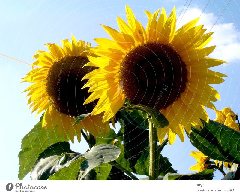 im Duo strahlen Blume Sonnenblume gelb Blatt grün 2 unzertrennlich Sommer Himmel blau Beleuchtung paarweise