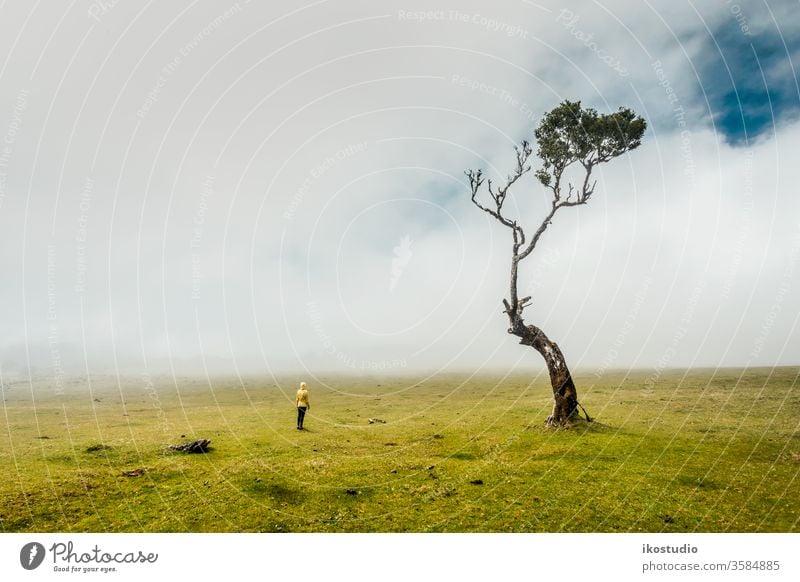 Nur ich und die Natur Frau Baum Wald laufen neblig reisen Feld Umwelt Wiese erkunden Wanderung Abenteuer Hügel Ökologie allein Lifestyle entdecken