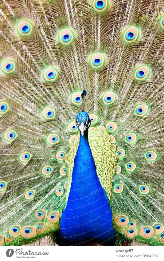 Blauer Pfau mit ausgebreiteter Federkrone vogel Pfauenhahn balzen Nahaufnahme Tierpark Zoo Park Stufe Lebewesen Außenaufnahme Tag Frontalaufnahme