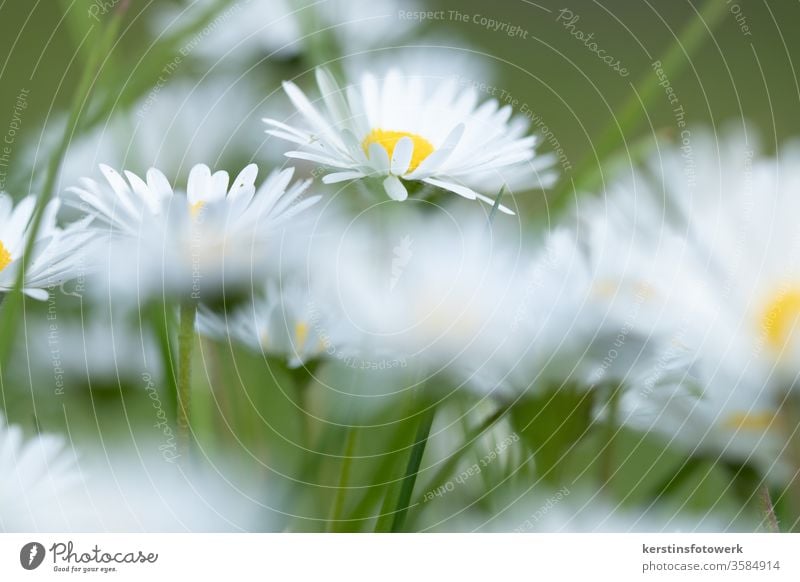 Eine Wiese mit Gänseblümchen Blume Makroaufnahme Blüte Gras Frühling grün Natur Blumenwiese daisy gelb Menschenleer Nahaufnahme Garten Unschärfe Pflanze Blühend