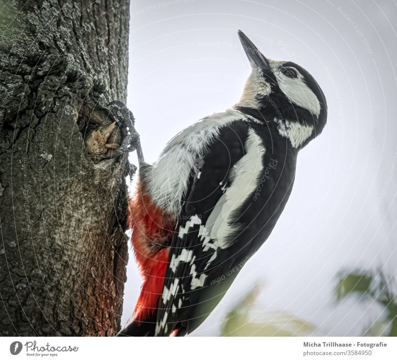 Buntspecht am Baumstamm Dendrocopos major Specht Tiergesicht Auge Schnabel Kopf Flügel Krallen gefiedert Feder Vogel Wildtier Himmel Blick hängen Schönes Wetter