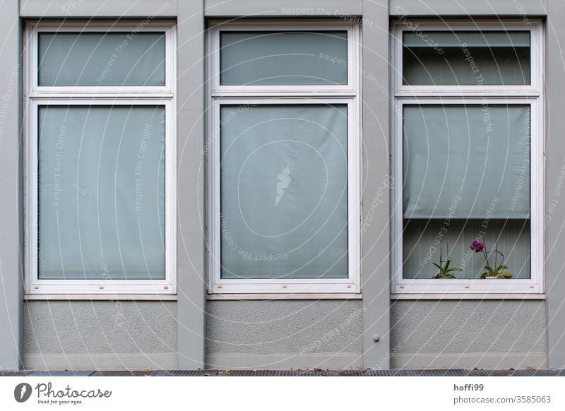 Die Orchidee im Fester eines monoton öden Bürohauses ringt ums Überleben Blume rosa Pflanze violett Jalousie dunkel alt Fassade trist modern kalt hässlich retro