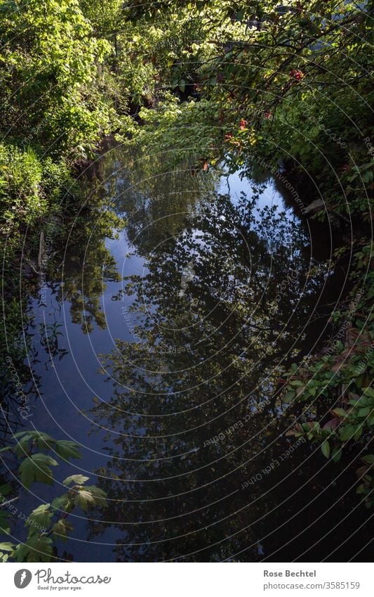 Blick in den Mühlgraben Wasser Bach Fluss Reflexion & Spiegelung Flussufer Landschaft Außenaufnahme Natur Farbfoto Menschenleer Baum Umwelt Tag Schönes Wetter