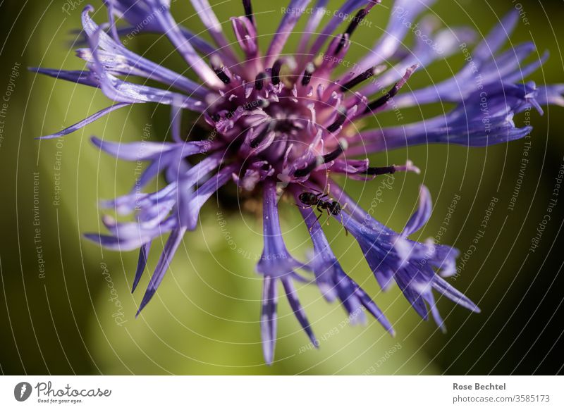 Ameise auf Bergflockenblume Centaurea montana Berg-Flockenblume Cyranus Makroaufnahme Nahaufnahme Tier Insekt Natur Farbfoto krabbeln Außenaufnahme klein