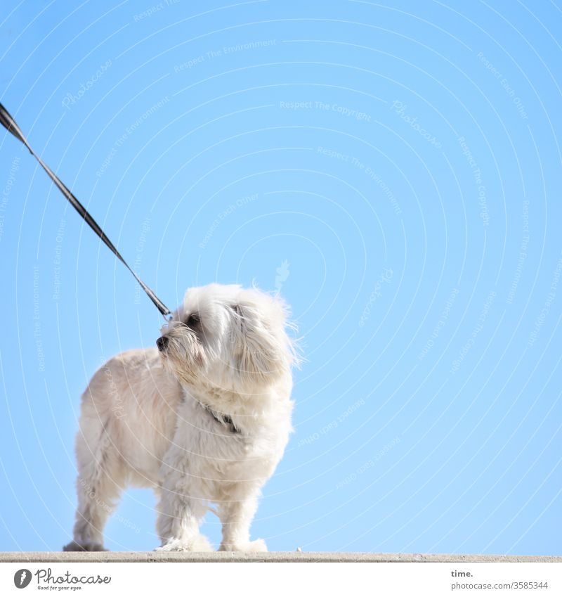 Strandhupe hund leine metall himmel sonnig weg deichweg aufpassen Verhaltensregeln stehen schauen beobachten warten angeleint spannung umdrehen schulterblick