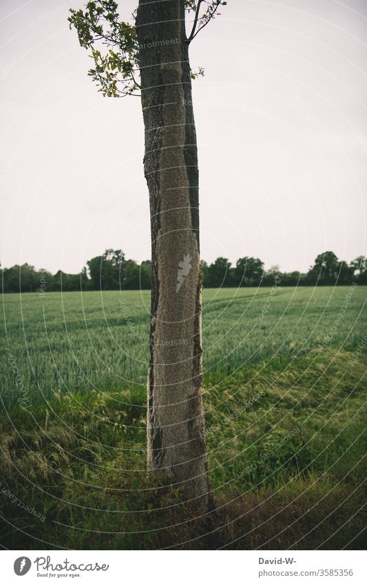 Eichenprozessionsspinner befallen Baum Parasit Parasiten Schmetterlinge Raupen Befall krank Stiche achtung hinweis Pflanze Natur Tier Farbfoto Nahaufnahme