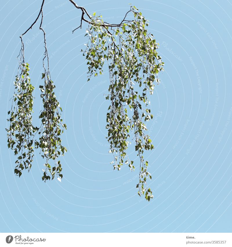 Abhang Ast Baum Blatt blätter grün himmel sonnig hängen frühling gewicht