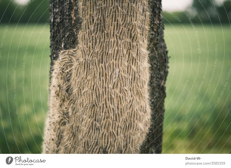 Eichenprozessionsspinner - viele Raupen an Baumstamm Parasit Parasiten Schmetterlinge Befall befallen krank Stiche achtung hinweis Pflanze Natur Tier Farbfoto