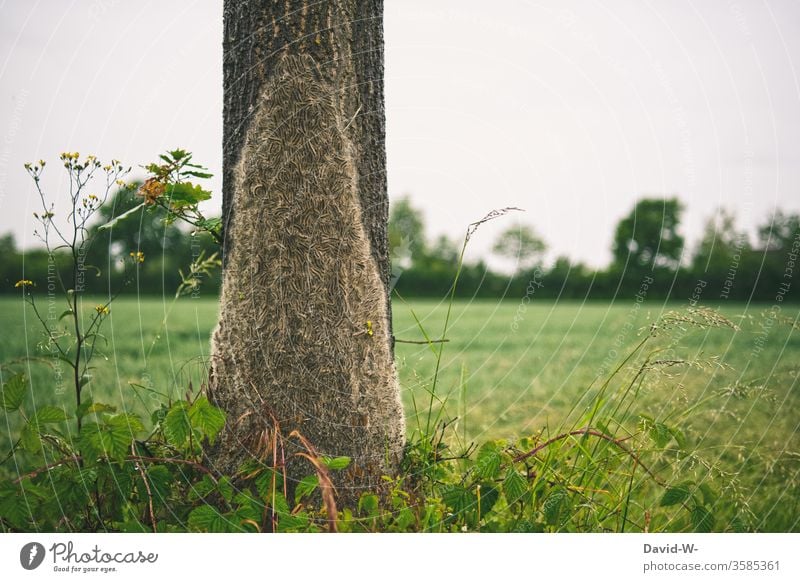 Eichenprozessionsspinner an einer Eiche Baum Parasit Parasiten Schmetterlinge Raupen Befall befallen krank Stiche achtung hinweis Pflanze Natur Tier Farbfoto