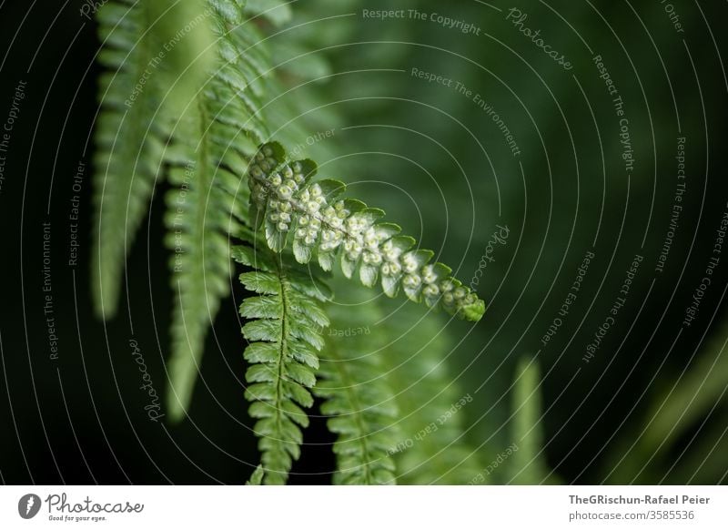 grüner Farn vor schwarzem Hintergrund Natur Pflanze Farbfoto Grünpflanze Tag Blatt Wachstum natürlich Nahaufnahme Schwache Tiefenschärfe Muster struktur