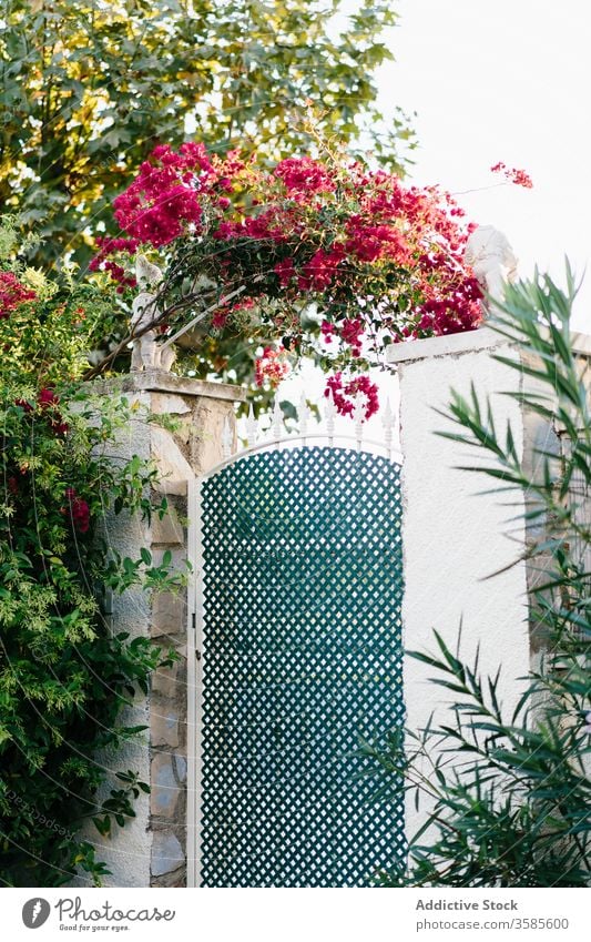 Zauneingang vom Hinterhof des Dorfhauses mit Garten Landschaft Hof weiß Stein grün gitter Tür patio wohnbedingt Haus Cottage Villa heimwärts Grillrost Eingang