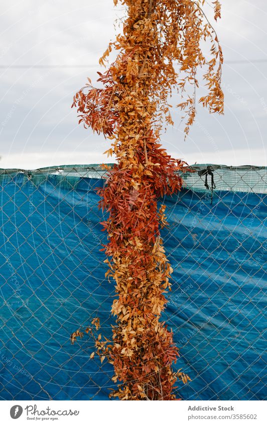 Herbstpflanze mit getrockneten Blättern auf dem Land Saison Wandel & Veränderung Konzept Landschaft Efeu Metall Draht Zaun braun Blatt Dorf Gegend wolkig Himmel