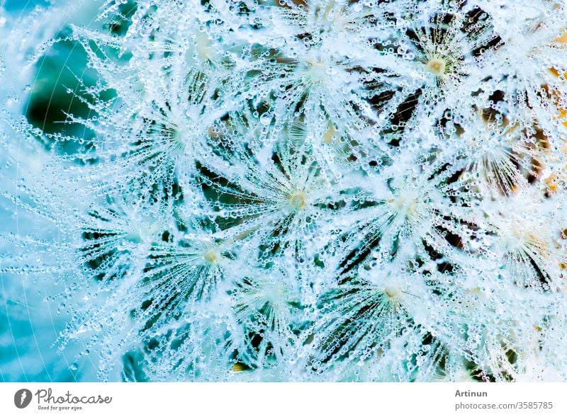 Viele der Tautropfen auf Löwenzahn am Morgen der Frühlingssaison. Schöne Wassertropfen auf weißer Blume. Makroaufnahme eines Details von Tautropfen auf Löwenzahn im Bio-Garten. Natur abstrakter Hintergrund.