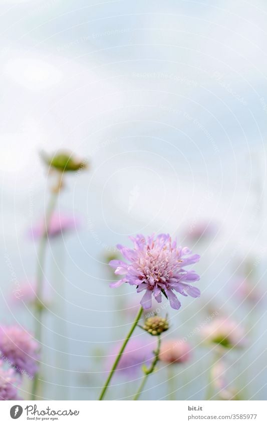 Ihre Liebe zum tapfernen Schneiderlein, verstand das Nähkisselchen erst nachdem es seinen wahren Namen erfuhr. Blume Wiese Witwenblume Acker Feld Wiesenblume