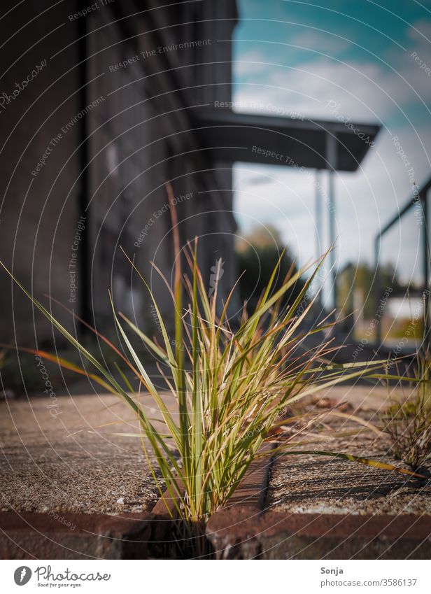 Gras wächst zwischen Asphalt und dahinter ein altes Gebäude, Vitage Stil, heißer Sommer Aspahlt unkraut wachsen Einsamkeit Stille vitage Grün Natur pflanze