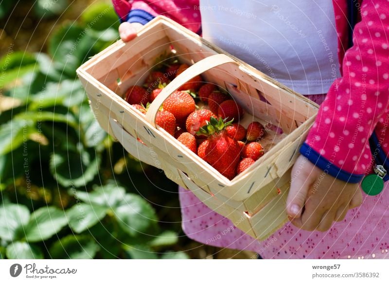 Kind zeigt einen Korb mit frisch geernteten Erdbeeren Mädchen Spankorb Erdbeerfeld Erdbeerernte Sommer Frucht rot reif Außenaufnahme Gesundheit lecker Feld