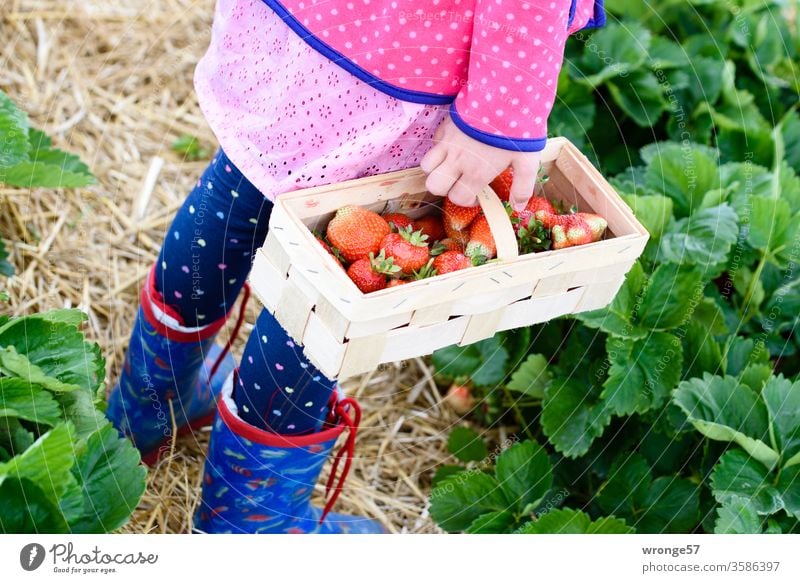 Kind steht mit einem Spankorb frischen Erdbeeren auf einem Erdbeerfeld Mädchen Korb Erdbeerernte Sommer Frucht rot reif Außenaufnahme Gesundheit lecker Feld