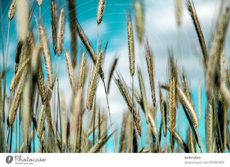 lebensnotwendig | getreide ökologisch Granne Idylle idyllisch Ackerbau Außenaufnahme Ernte Ernährung Pflanze Nutzpflanze Umwelt Landschaft Menschenleer