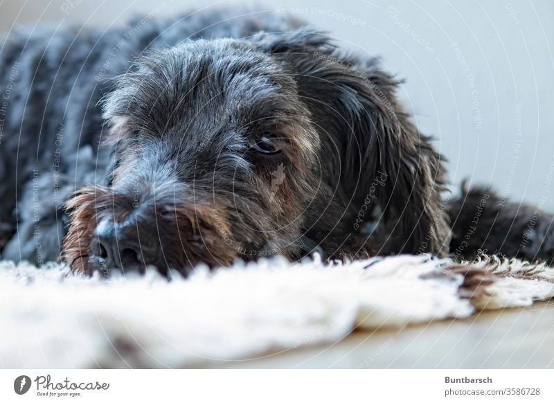 Alter Freund Hund Shapendoes Haustier Tier Tierporträt Farbfoto Blick Tiergesicht Nahaufnahme Fell Schnauze Menschenleer beobachten Auge Blick in die Kamera