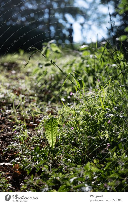 Löwenzahn und Gras im Gegenlicht Wiese Wald Spaziergang entdecken leuchten Wegrand Wandern Freizeit Natur beobachten Licht