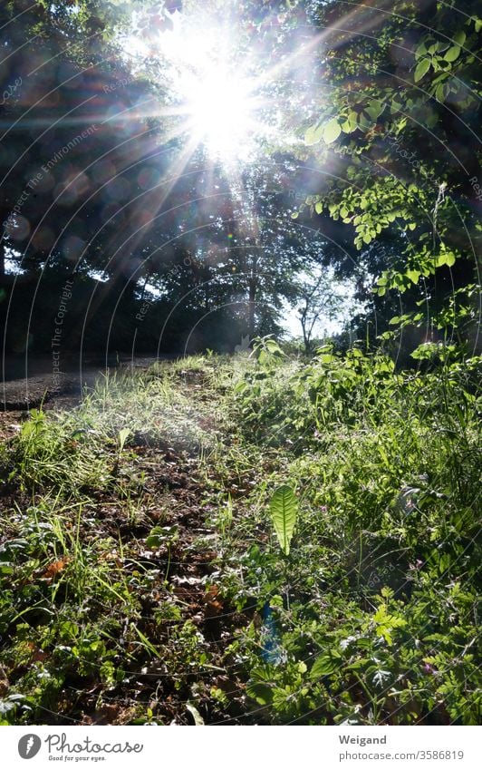 Wegrand im Gegenlicht Löwenzahn Sonne Sonnenstrahlen grün Wiese Wald Wandern Natur beobachten Sonnentag Licht