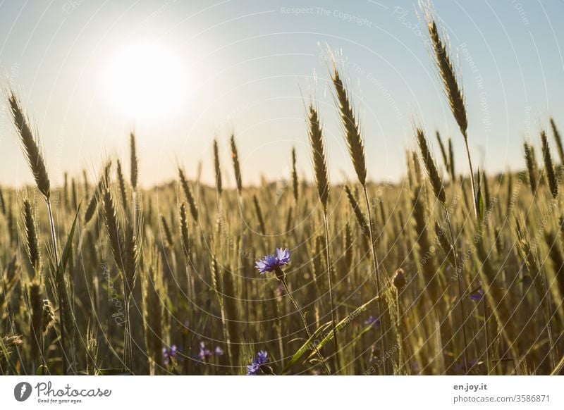 Kornblume im Weizenfeld im Sonnenuntergang Kornfeld Getreide Getreidefeld Ähren Kornblumen agrar Landwirtschaft Ackerbau Wachstum ökologisch Ernährung