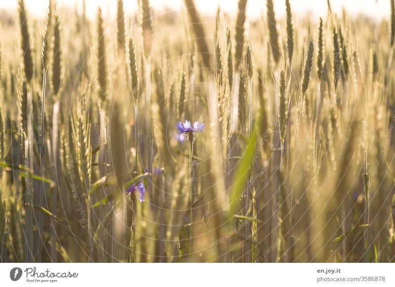 Kornblumen im Weizenfeld Kornfeld Getreide Getreidefeld Ähren agrar Landwirtschaft Ernte Feld Sommer Natur Nutzpflanze Wachstum Ackerbau Pflanze Lebensmittel