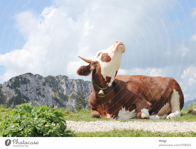 AST6 Inntal | Genießerin... Umwelt Natur Pflanze Tier Himmel Wolken Frühling Schönes Wetter Gras Berge u. Gebirge Gipfel Nutztier Kuh 1 Glocke genießen liegen