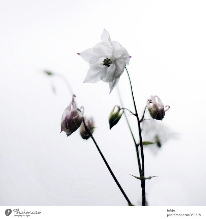 Glockenblume Frühling Sommer Pflanze Blume Blüte Blütenknospen Blühend Wachstum einfach hell natürlich schön weiß Natur Farbfoto Gedeckte Farben Außenaufnahme