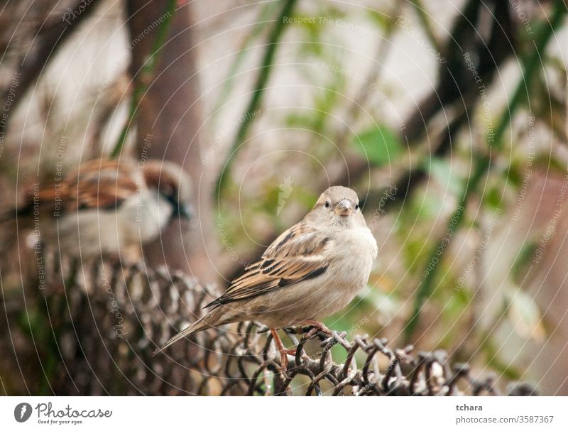 Kleiner brauner Spatz auf Metallzaun Porträt eurasischer Feldsperling Nahaufnahme Nahaufnahmen Sitzgelegenheit Hinterhof Flügel Essen Vogel im Gras