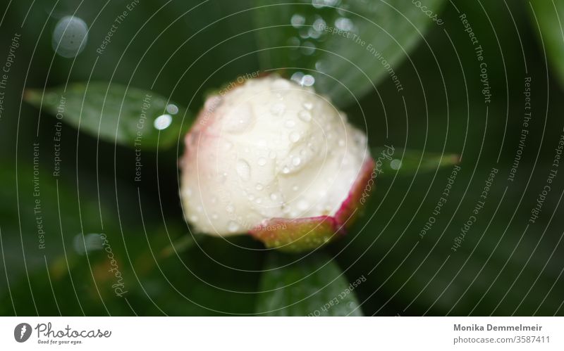 Pfingstrose Regentropfen Außenaufnahme Tropfen Natur Pflanze nass Wassertropfen Nahaufnahme Makroaufnahme Detailaufnahme Farbfoto Blatt Wetter Garten Frühling