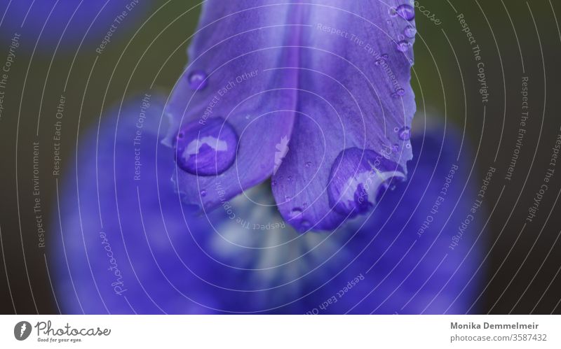 Regentropfen Außenaufnahme Tropfen Natur Pflanze nass Wassertropfen Nahaufnahme Makroaufnahme Detailaufnahme Farbfoto Blatt Wetter Garten Frühling